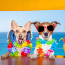 Dogs in tropical Apparel wallpaper 128x128