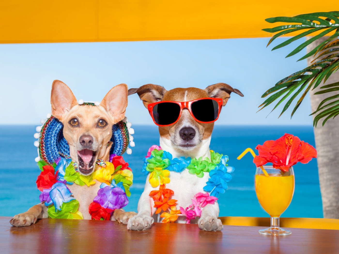 Dogs in tropical Apparel wallpaper 1400x1050