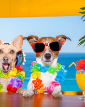 Fondo de pantalla Dogs in tropical Apparel 176x220