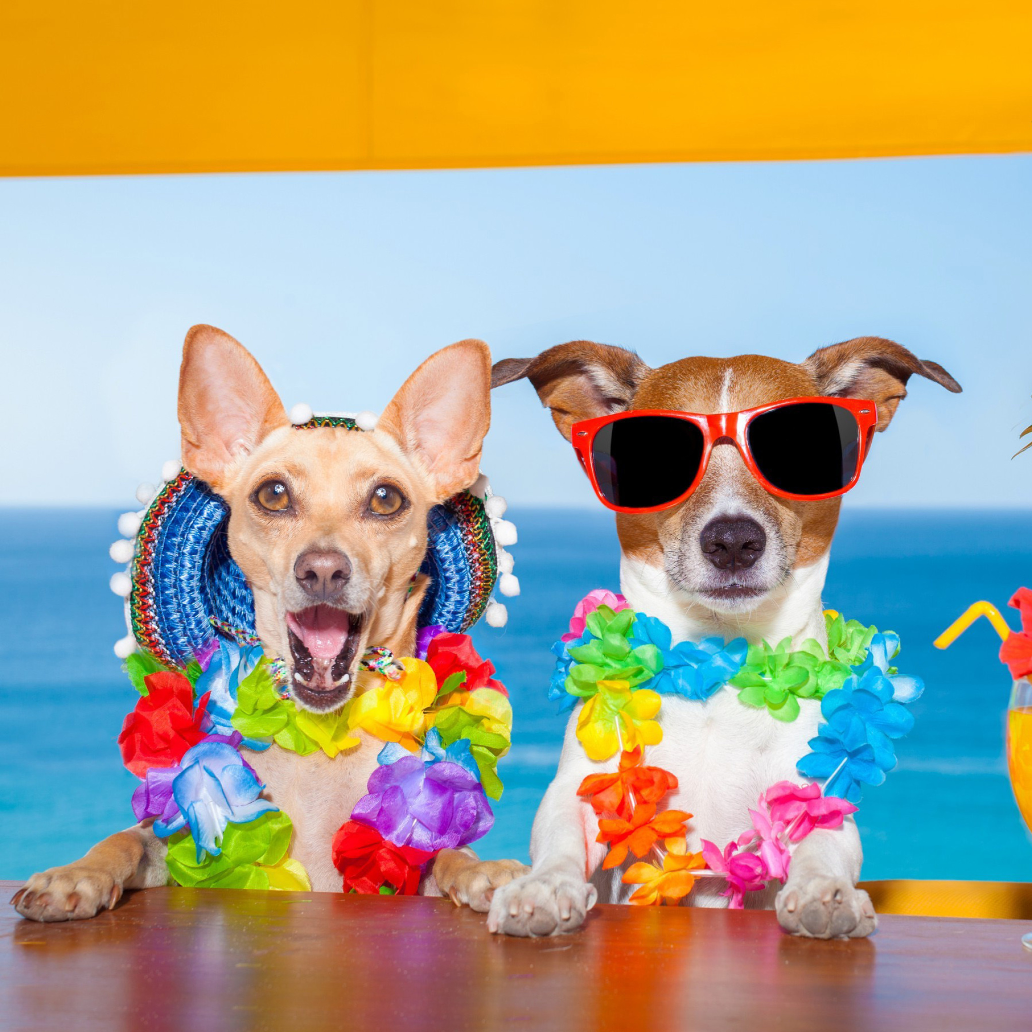 Fondo de pantalla Dogs in tropical Apparel 2048x2048