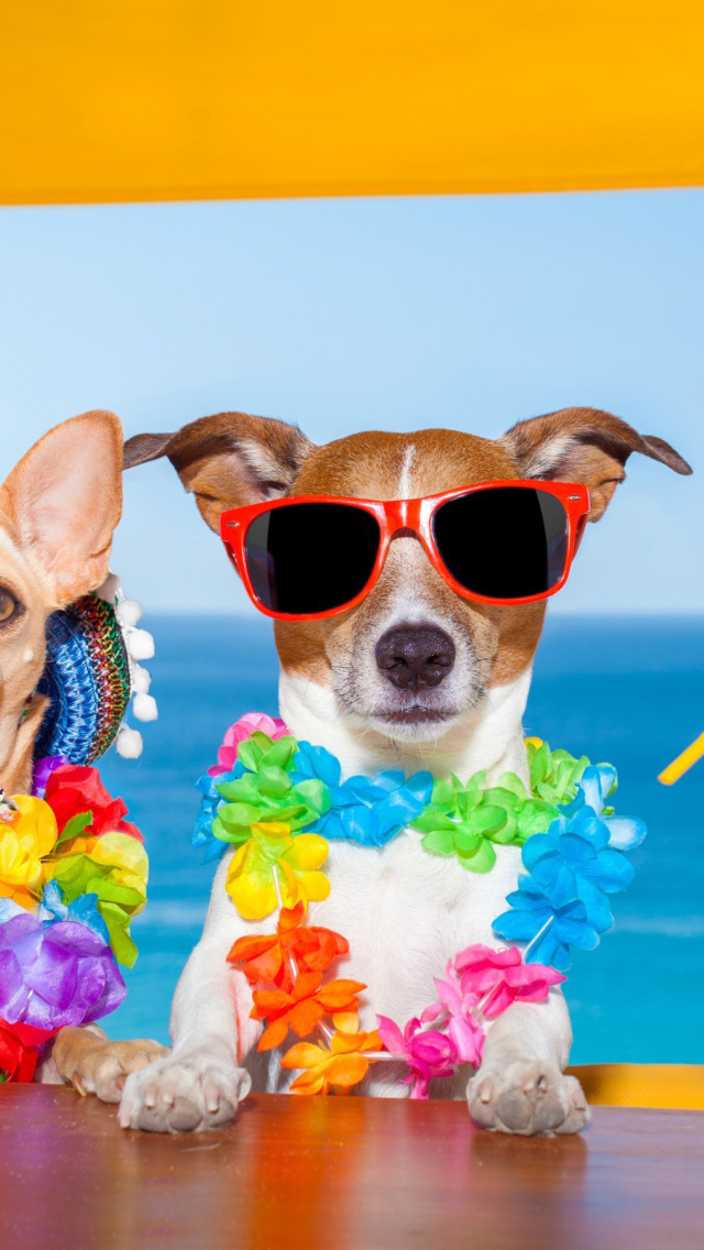 Das Dogs in tropical Apparel Wallpaper 640x1136