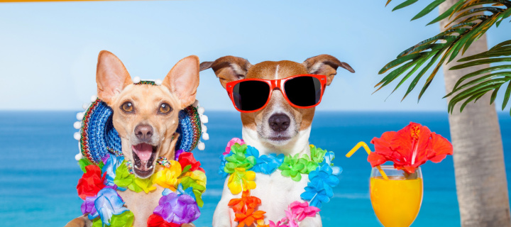 Fondo de pantalla Dogs in tropical Apparel 720x320