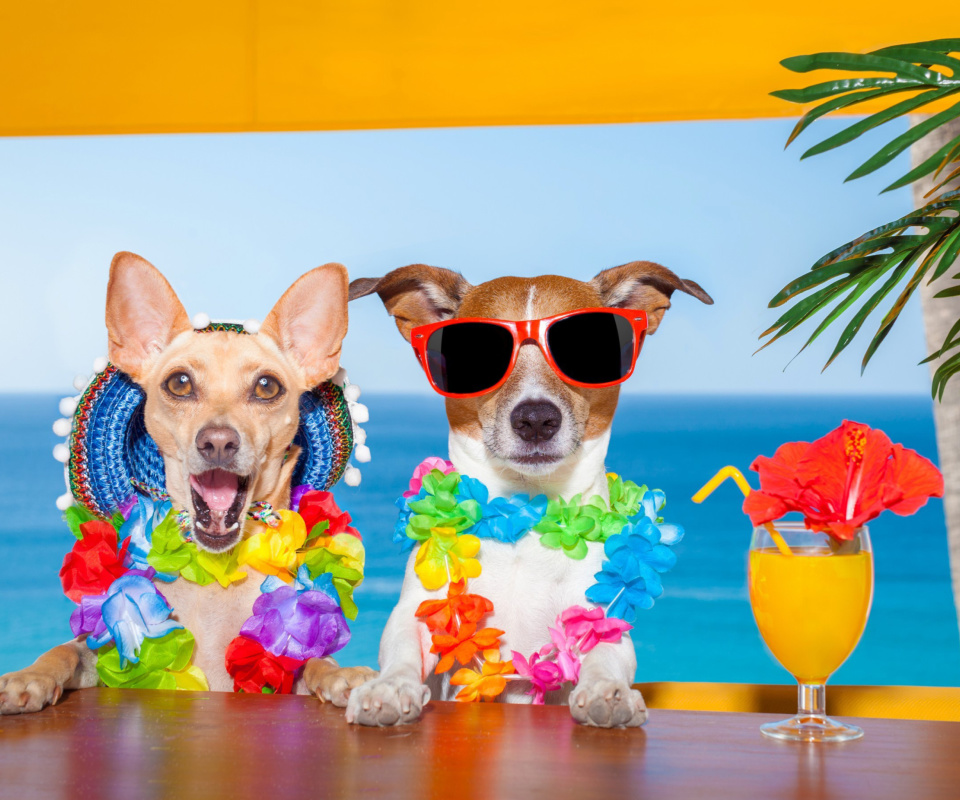Dogs in tropical Apparel wallpaper 960x800