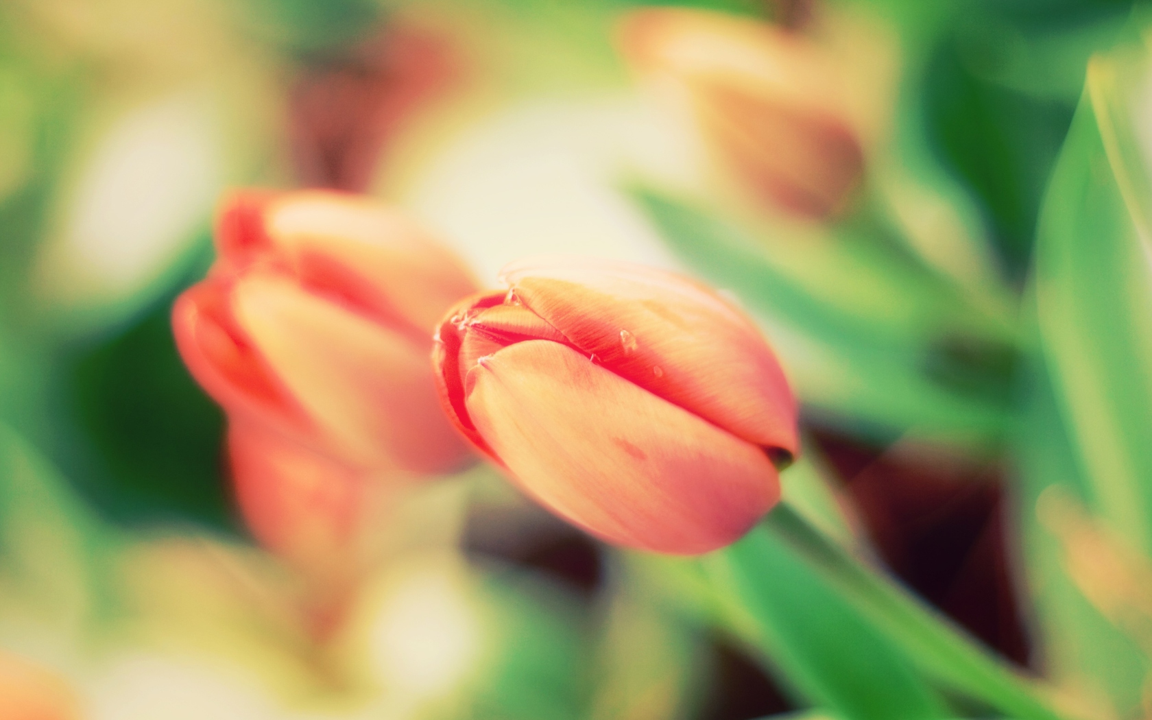 Early Tulips screenshot #1 1680x1050