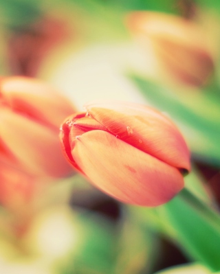 Early Tulips - Obrázkek zdarma pro iPhone 5