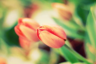 Early Tulips - Obrázkek zdarma pro LG Optimus L9 P760