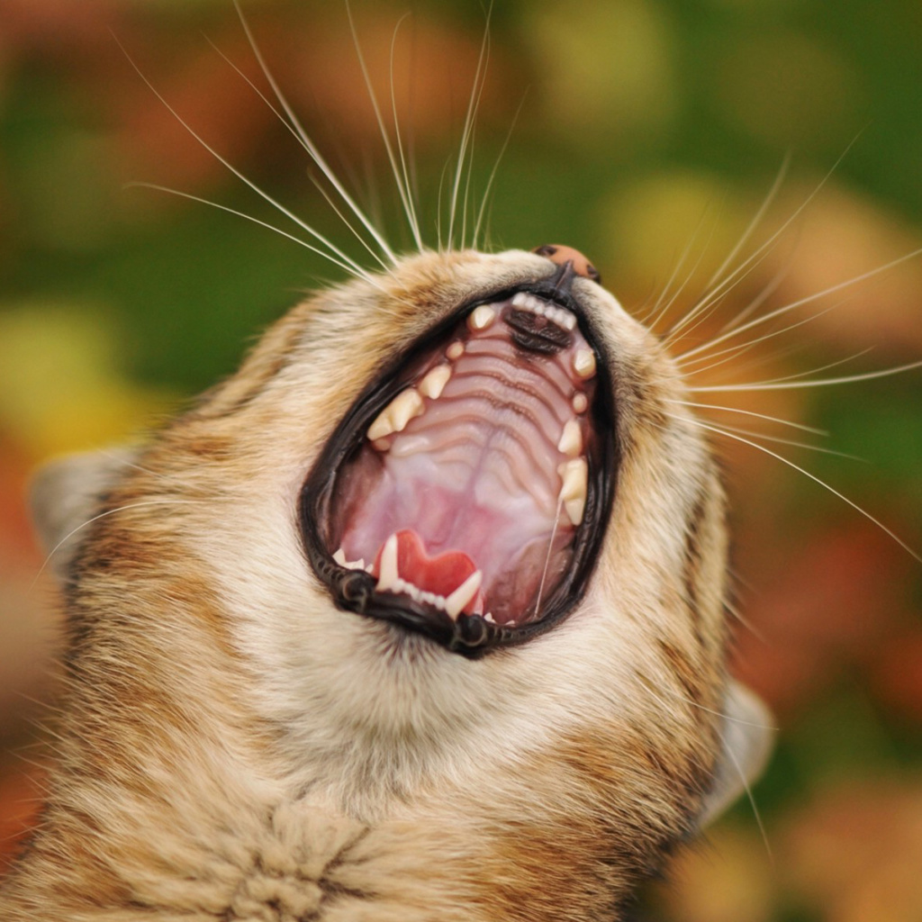 Fondo de pantalla Cute Yawning Kitten 1024x1024