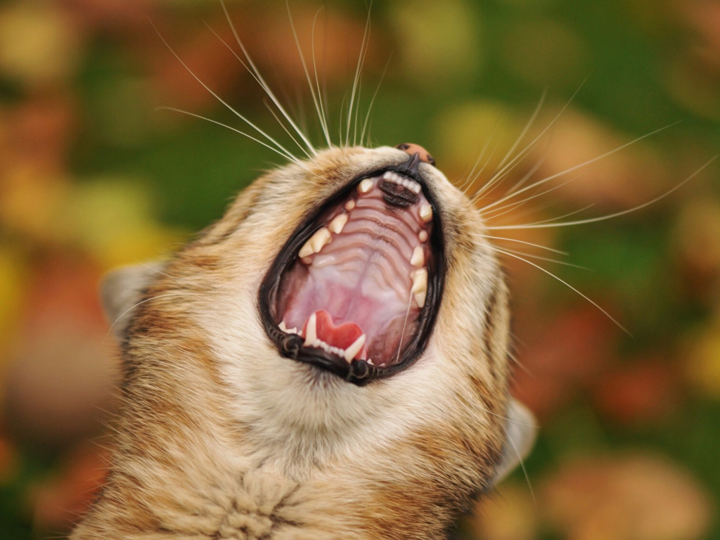 Sfondi Cute Yawning Kitten 1024x768