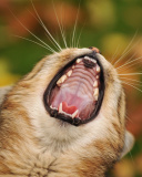 Screenshot №1 pro téma Cute Yawning Kitten 128x160