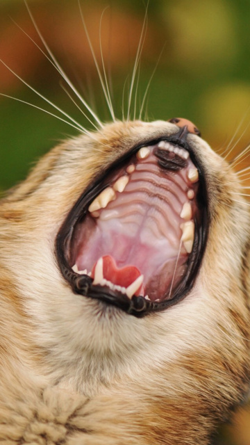 Sfondi Cute Yawning Kitten 360x640