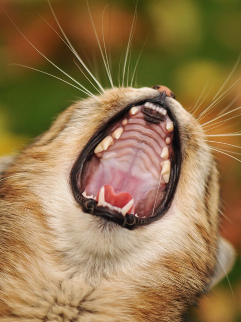 Screenshot №1 pro téma Cute Yawning Kitten 480x640