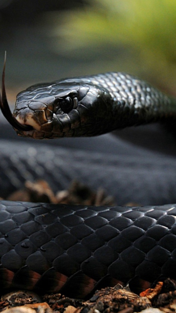 Sfondi Black Mamba 360x640