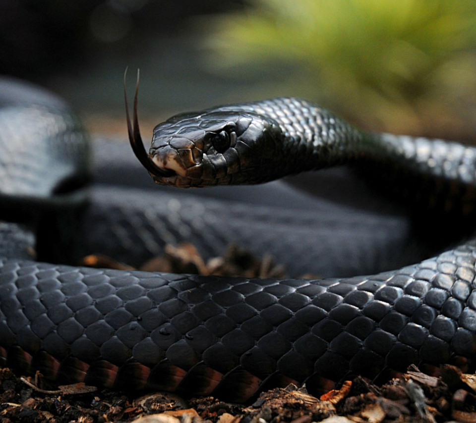 Black Mamba screenshot #1 960x854