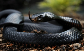 Free Black Mamba Picture for Android, iPhone and iPad