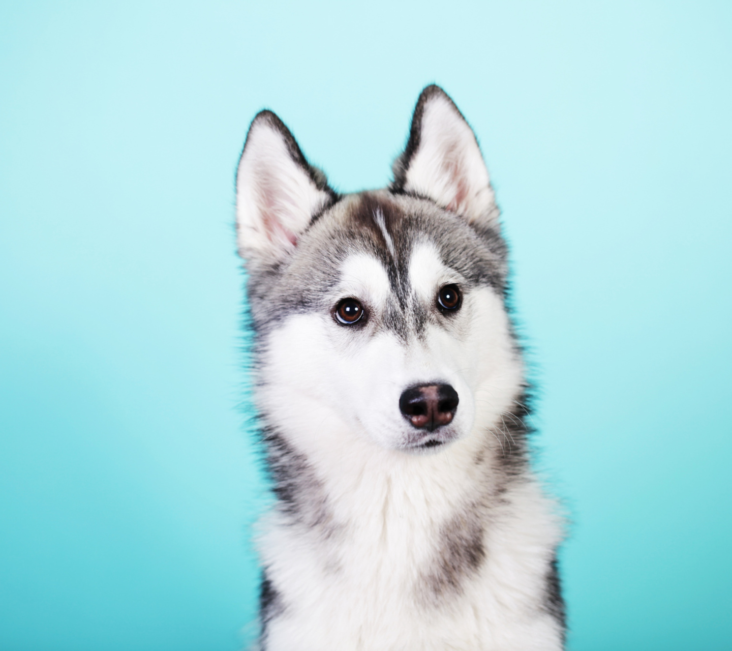 Das Husky Dog Wallpaper 1440x1280