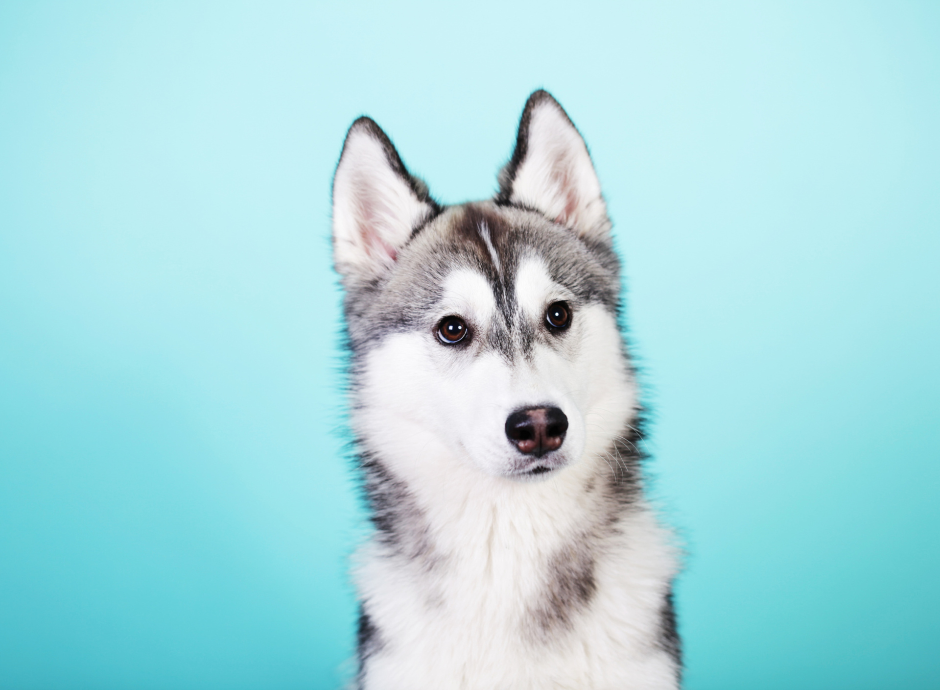 Husky Dog wallpaper 1920x1408