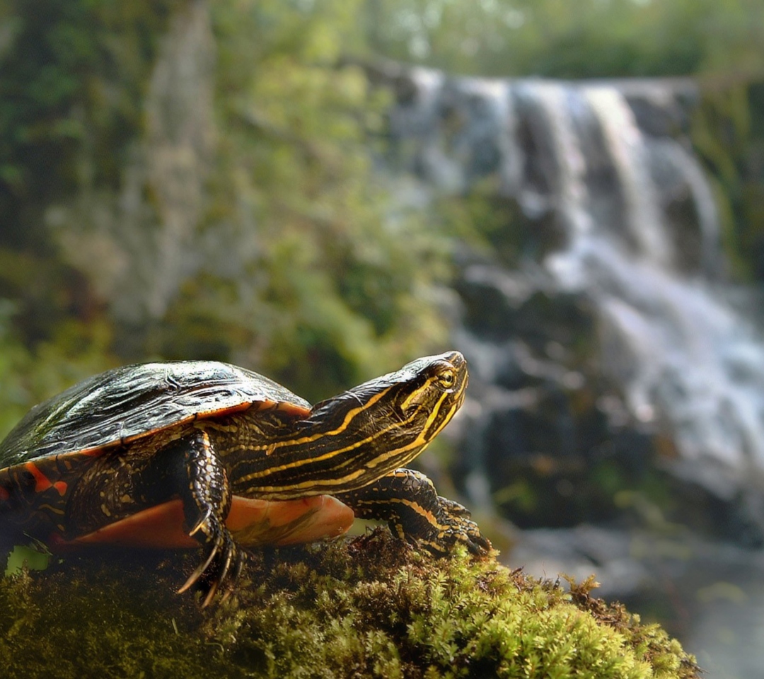 Fondo de pantalla Wild Turtle 1080x960