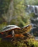 Wild Turtle screenshot #1 128x160