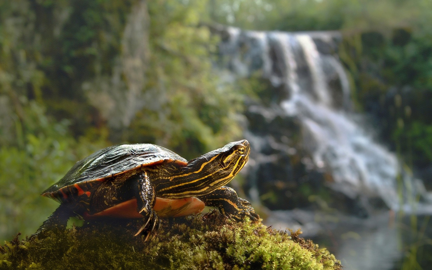 Wild Turtle wallpaper 1440x900