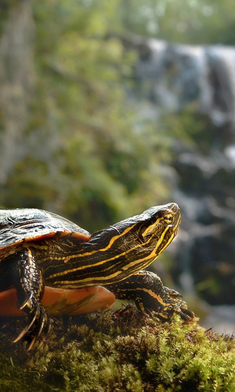 Das Wild Turtle Wallpaper 768x1280