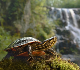 Wild Turtle - Obrázkek zdarma pro iPad