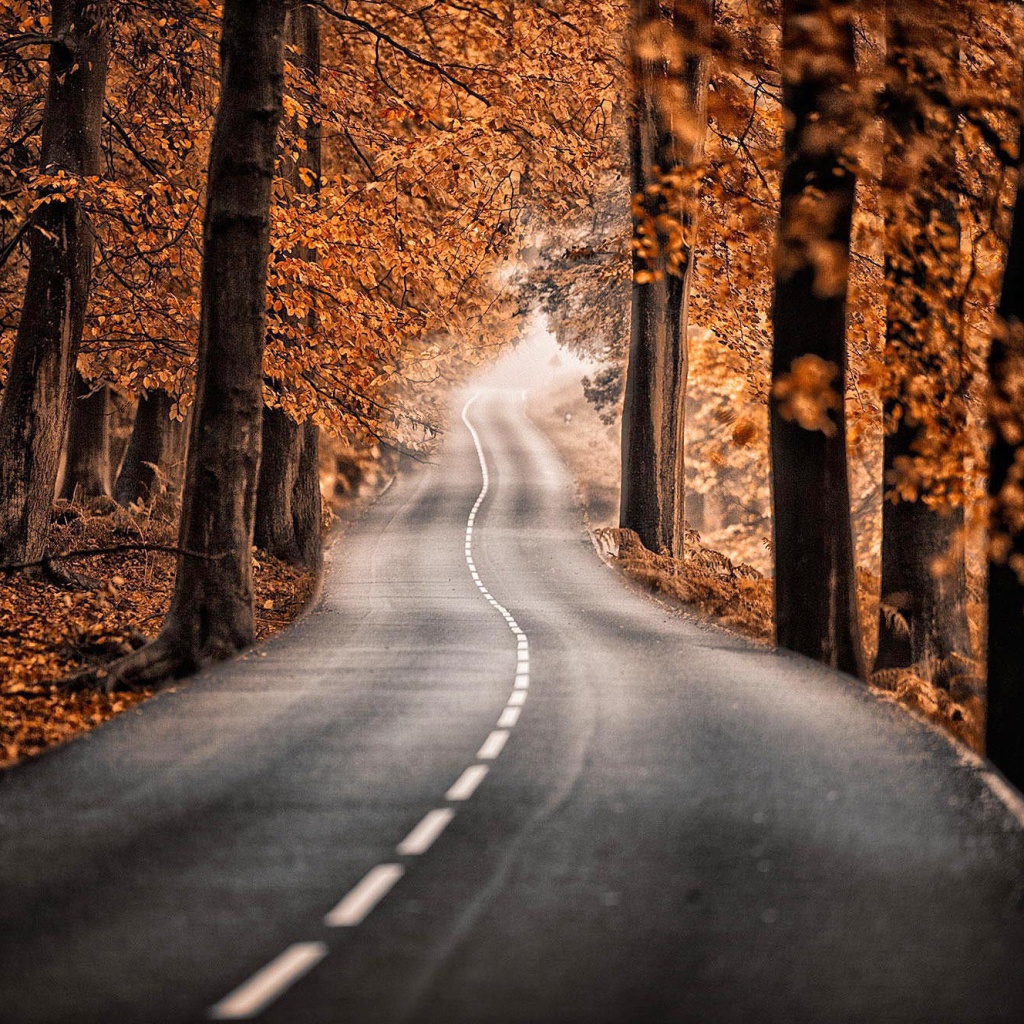 Das Road in Autumn Forest Wallpaper 1024x1024