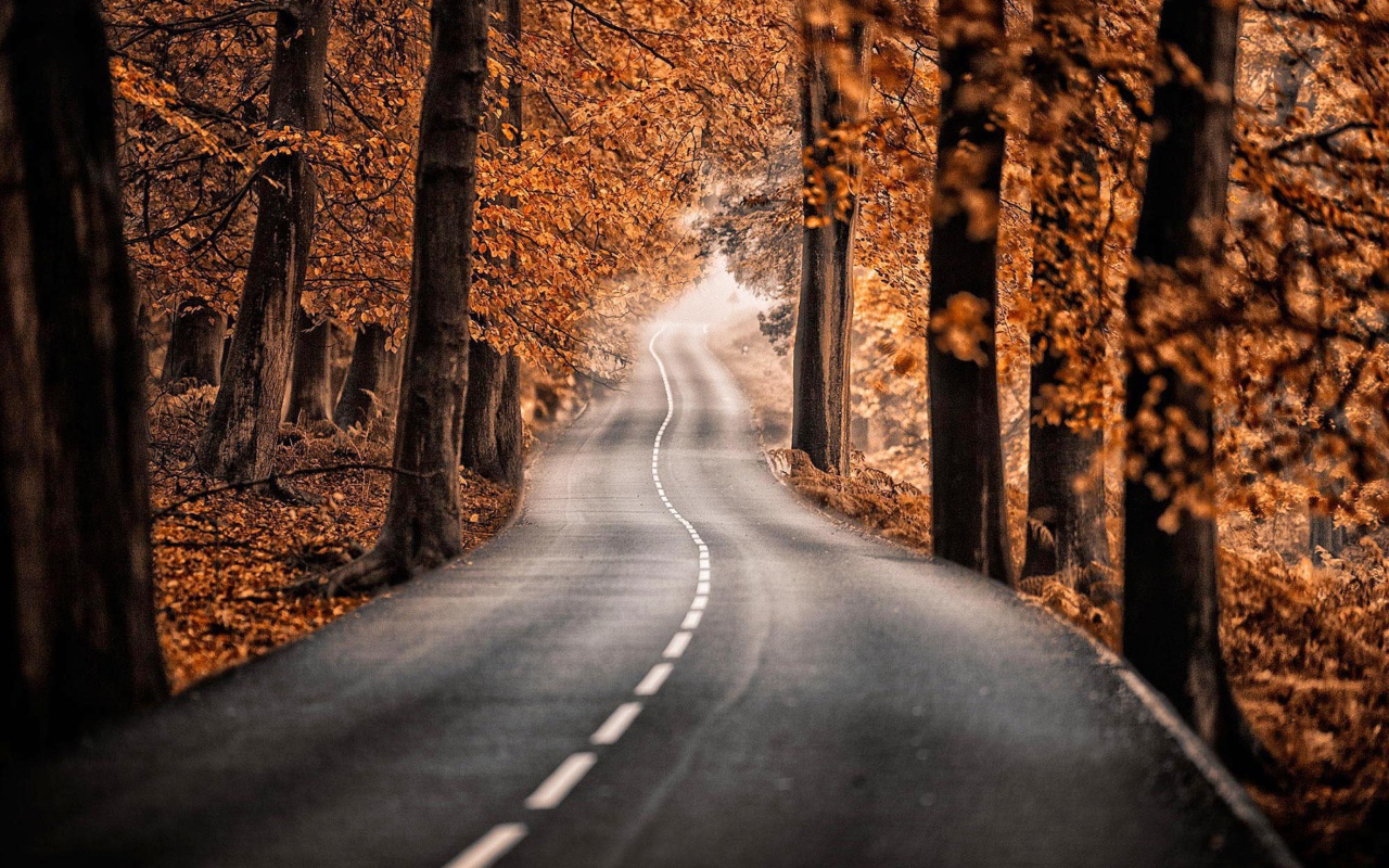 Das Road in Autumn Forest Wallpaper 1280x800
