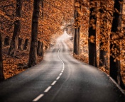 Road in Autumn Forest wallpaper 176x144