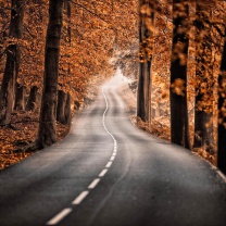 Das Road in Autumn Forest Wallpaper 208x208