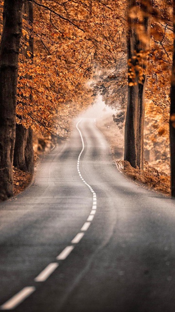 Das Road in Autumn Forest Wallpaper 360x640