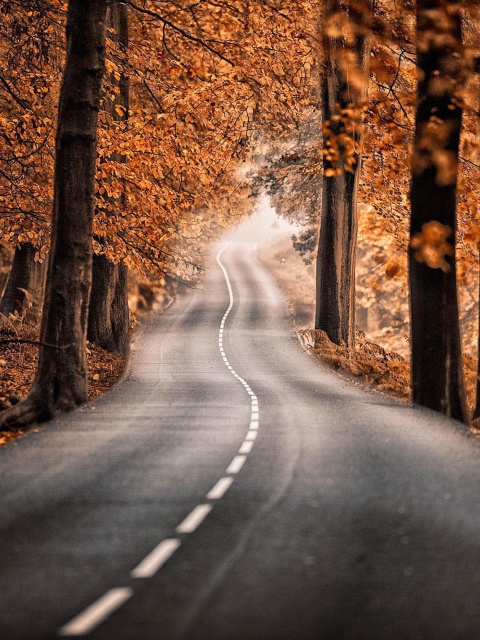 Road in Autumn Forest wallpaper 480x640