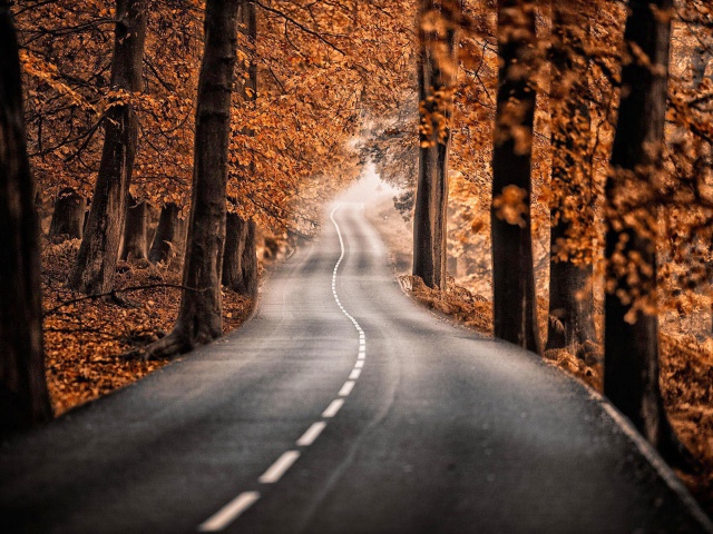 Das Road in Autumn Forest Wallpaper 640x480