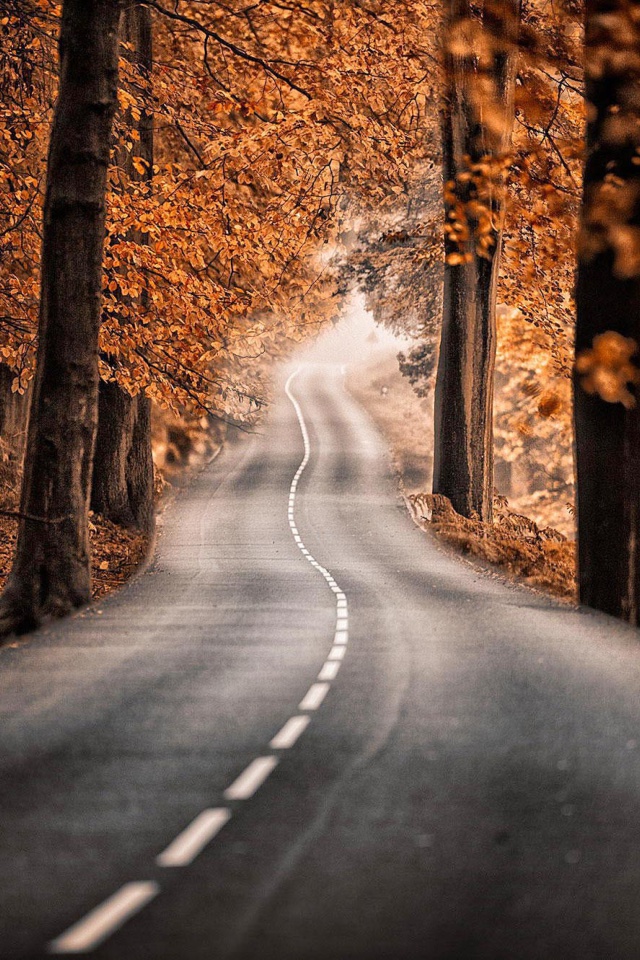 Sfondi Road in Autumn Forest 640x960