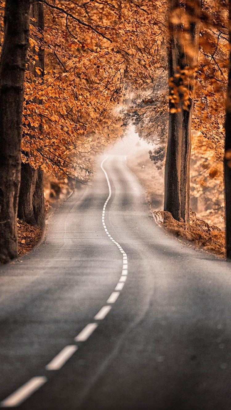 Road in Autumn Forest wallpaper 750x1334