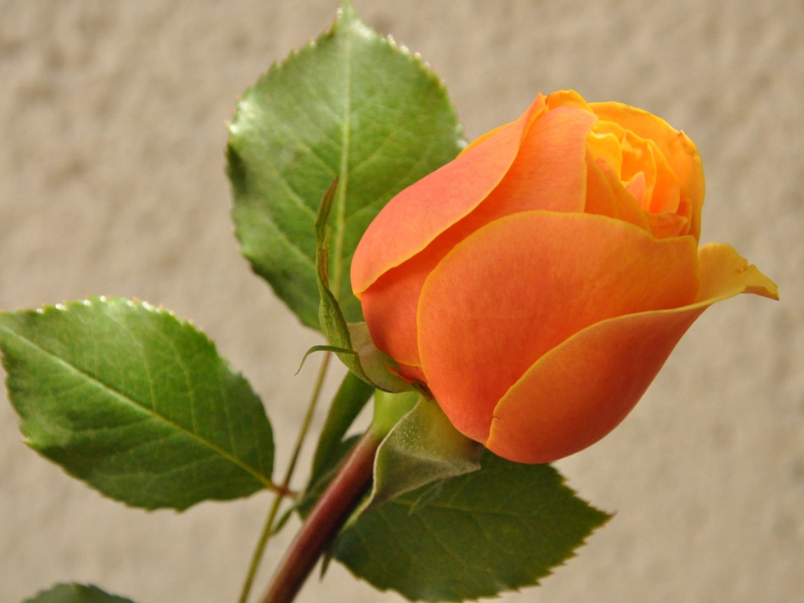 Das Orange rose bud Wallpaper 1152x864