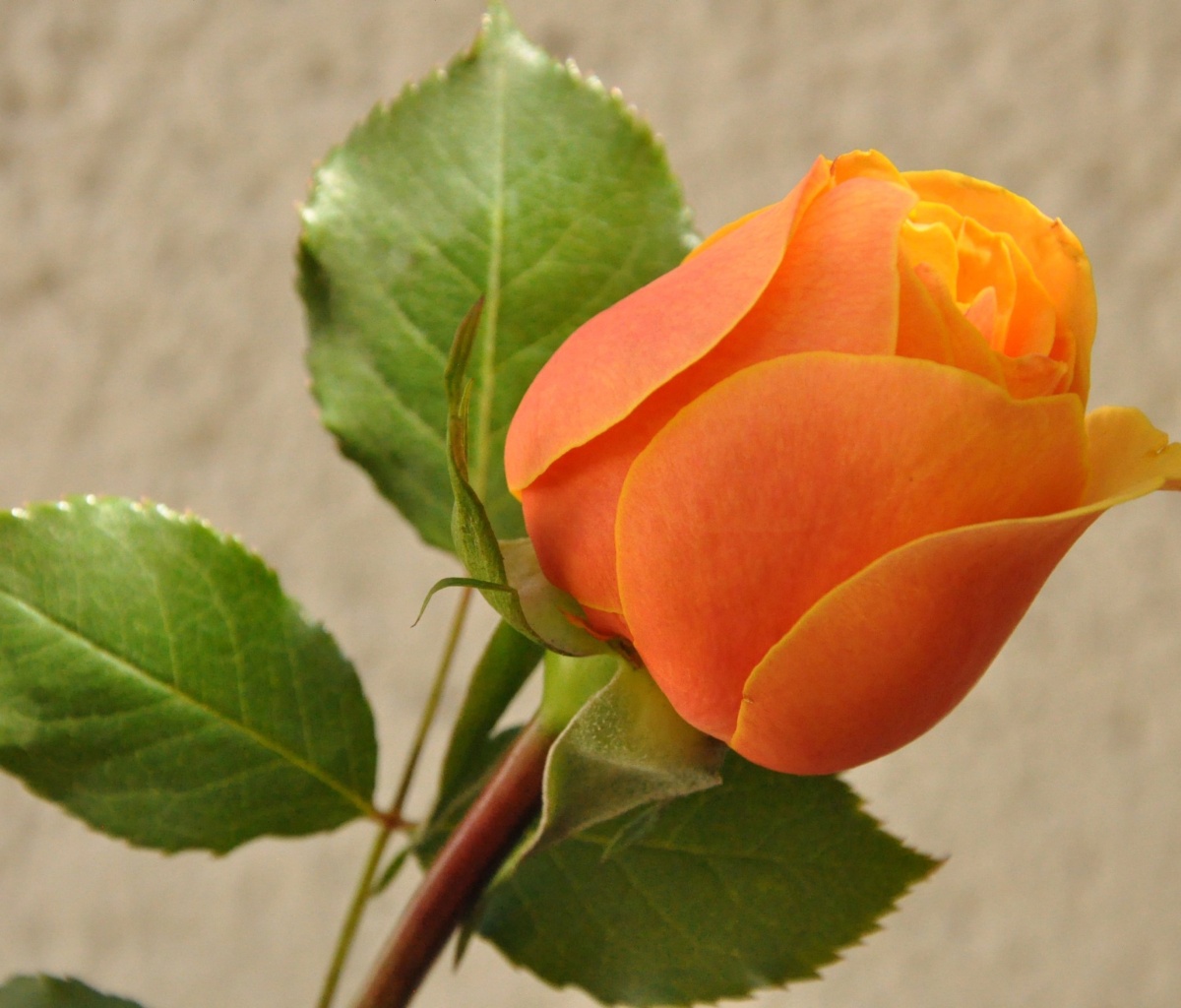 Обои Orange rose bud 1200x1024