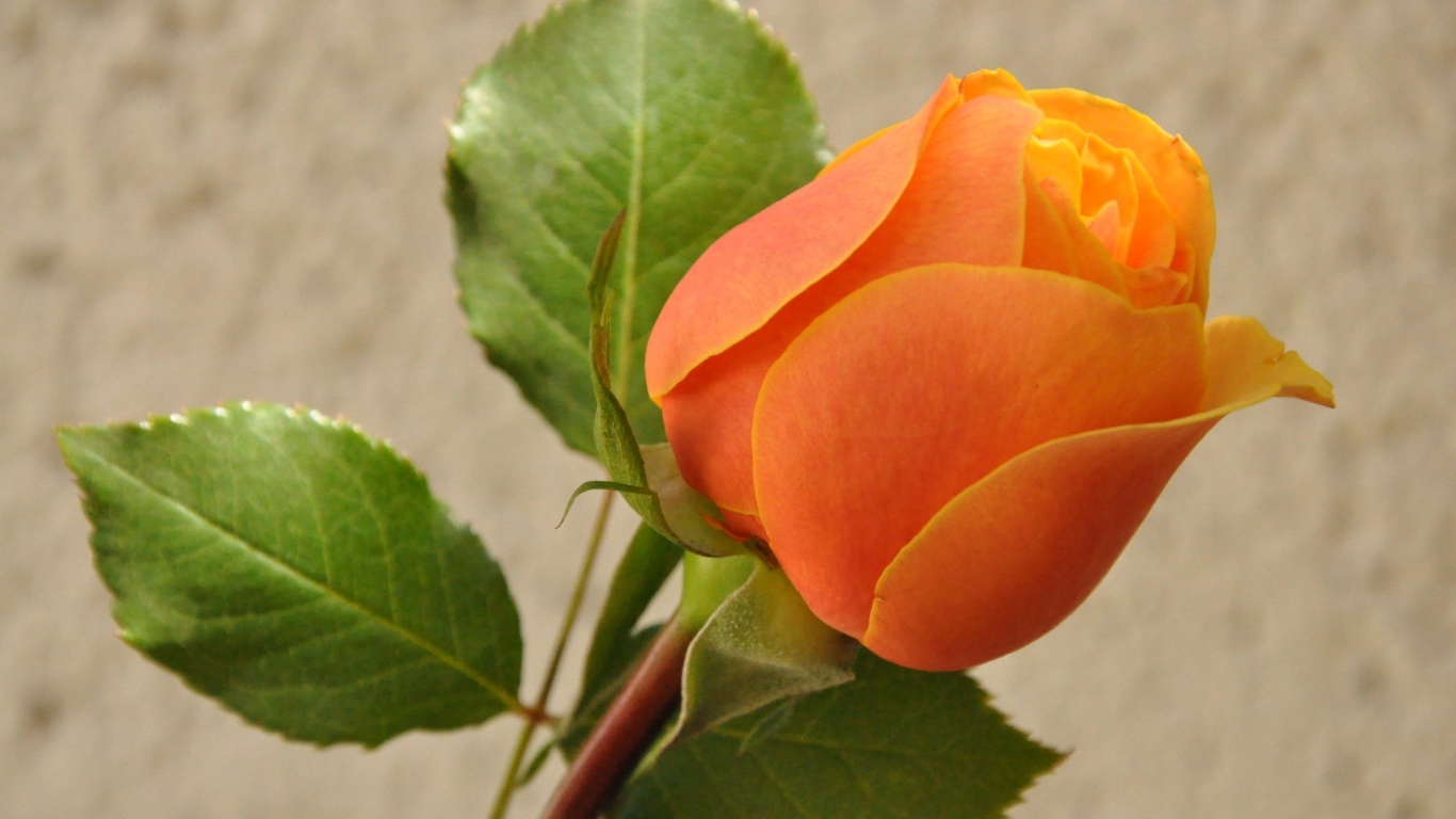 Das Orange rose bud Wallpaper 1366x768