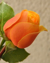Обои Orange rose bud 176x220