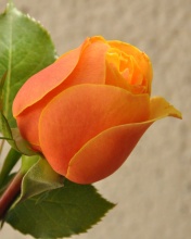 Fondo de pantalla Orange rose bud 176x220