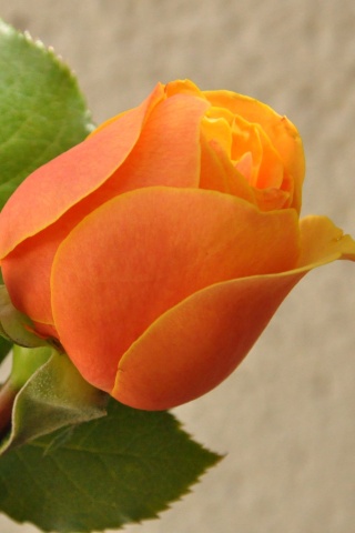 Sfondi Orange rose bud 320x480