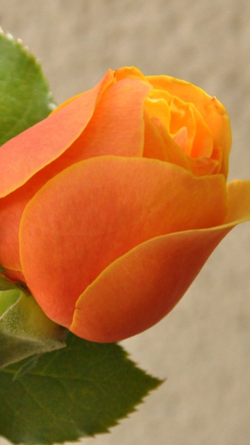 Fondo de pantalla Orange rose bud 360x640