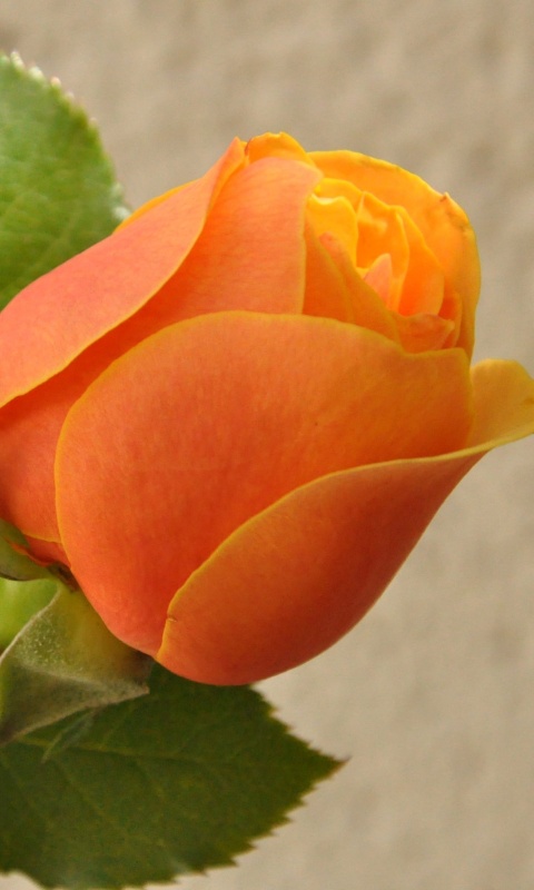 Обои Orange rose bud 480x800
