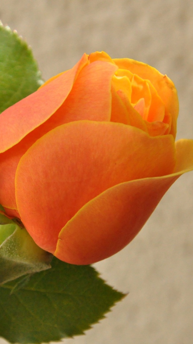 Обои Orange rose bud 640x1136