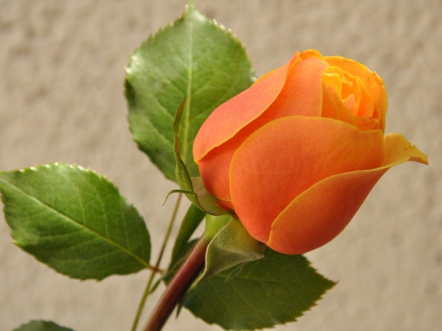 Das Orange rose bud Wallpaper 640x480