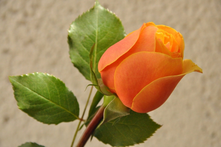 Обои Orange rose bud