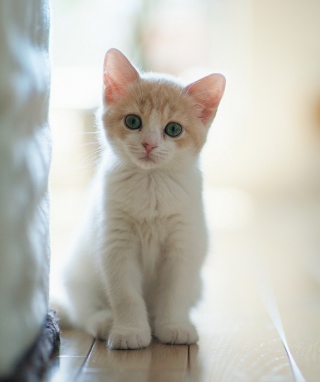 White Baby Cat sfondi gratuiti per Nokia N8
