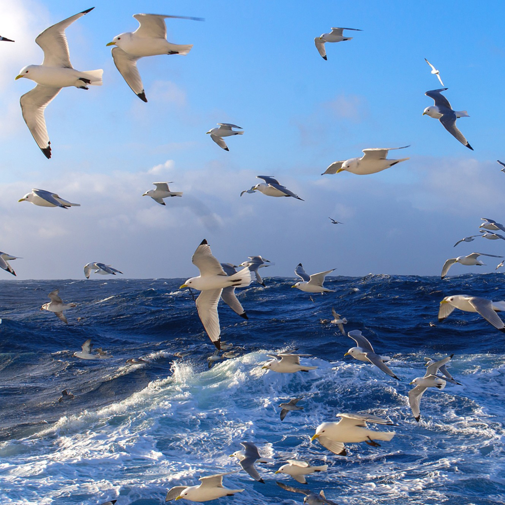 Обои Wavy Sea And Seagulls 1024x1024
