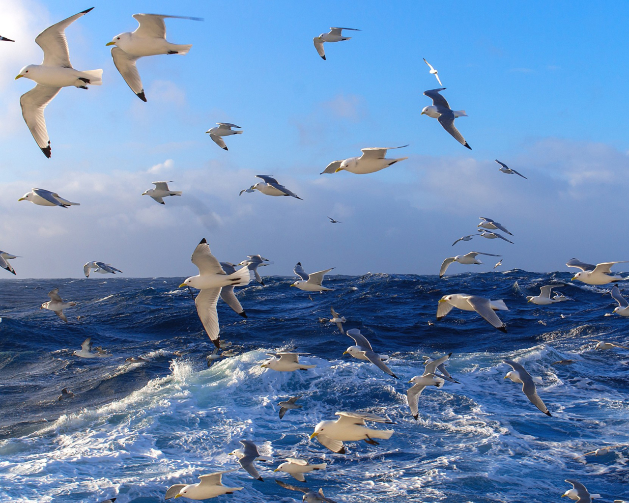 Sfondi Wavy Sea And Seagulls 1280x1024