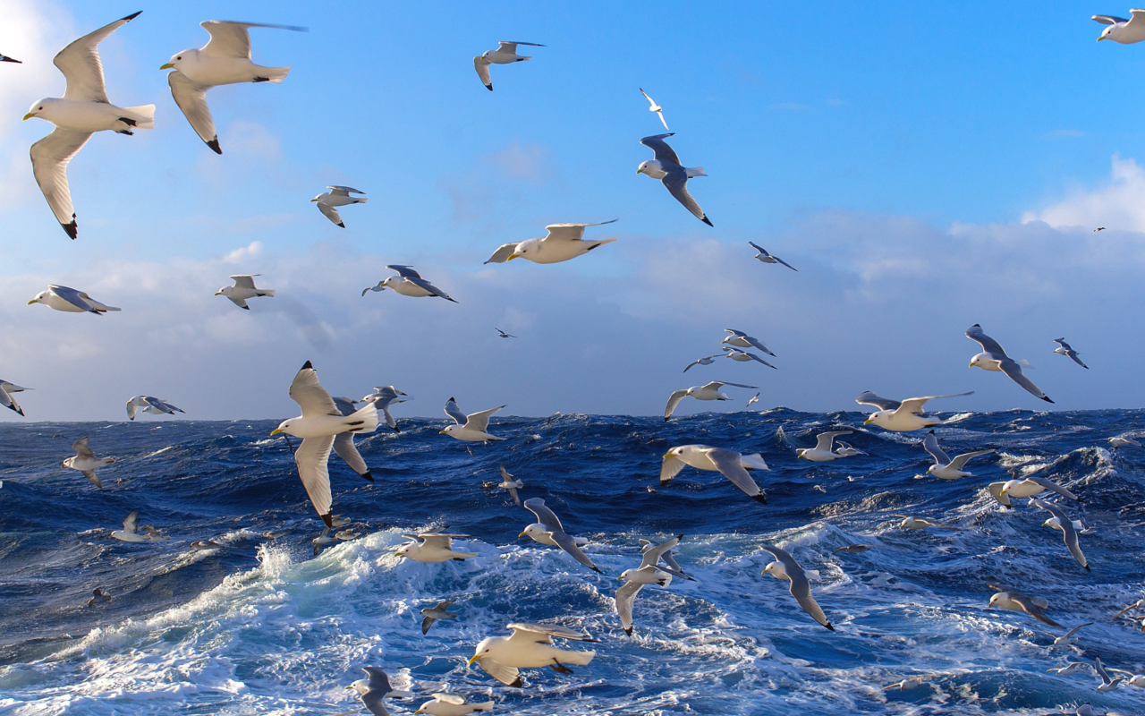 Screenshot №1 pro téma Wavy Sea And Seagulls 1280x800