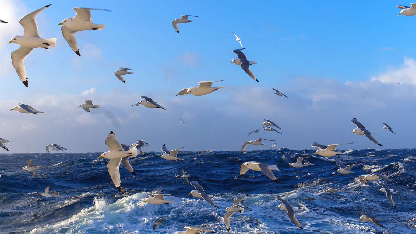 Wavy Sea And Seagulls wallpaper 1366x768